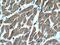 Integrin cytoplasmic domain-associated protein 1 antibody, 12300-1-AP, Proteintech Group, Immunohistochemistry frozen image 