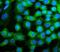 Coatomer Protein Complex Subunit Epsilon antibody, M04544, Boster Biological Technology, Immunofluorescence image 
