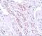 Tectonic Family Member 1 antibody, GTX85178, GeneTex, Immunohistochemistry paraffin image 