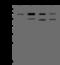 EH Domain Containing 4 antibody, 207292-T36, Sino Biological, Western Blot image 