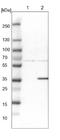 SH3 Domain Containing GRB2 Like, Endophilin B1 antibody, NBP1-89973, Novus Biologicals, Western Blot image 