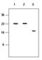 Killer Cell Immunoglobulin Like Receptor, Two Ig Domains And Long Cytoplasmic Tail 4 antibody, NBP1-04312, Novus Biologicals, Western Blot image 