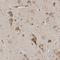 Glucosidase II Alpha Subunit antibody, NBP1-89806, Novus Biologicals, Immunohistochemistry frozen image 