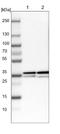 Transcription Factor AP-2 Delta antibody, NBP2-13428, Novus Biologicals, Western Blot image 