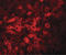 Transmembrane Protein 70 antibody, LS-B5079, Lifespan Biosciences, Immunofluorescence image 