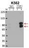 FMR1 Autosomal Homolog 1 antibody, 702410, Invitrogen Antibodies, Immunoprecipitation image 