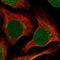 Rag C antibody, HPA055489, Atlas Antibodies, Immunofluorescence image 