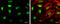 High Mobility Group Box 1 antibody, GTX629445, GeneTex, Immunofluorescence image 