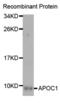 Apolipoprotein C1 antibody, abx004304, Abbexa, Western Blot image 