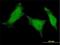 Mediator Complex Subunit 8 antibody, H00112950-M01, Novus Biologicals, Immunocytochemistry image 