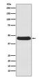 Autophagy Related 4B Cysteine Peptidase antibody, M02885, Boster Biological Technology, Western Blot image 