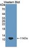 HOP Homeobox antibody, LS-C374534, Lifespan Biosciences, Western Blot image 