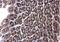 Aldehyde Dehydrogenase 6 Family Member A1 antibody, NBP1-32381, Novus Biologicals, Immunohistochemistry frozen image 