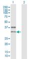 Killer Cell Immunoglobulin Like Receptor, Two Ig Domains And Short Cytoplasmic Tail 3 antibody, H00003808-D01P, Novus Biologicals, Western Blot image 