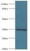 Musashi RNA Binding Protein 2 antibody, LS-C378343, Lifespan Biosciences, Western Blot image 