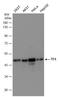 Testin antibody, GTX130661, GeneTex, Western Blot image 