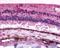 Retinal G Protein Coupled Receptor antibody, NLS1044, Novus Biologicals, Immunohistochemistry frozen image 