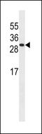 Isochorismatase Domain Containing 2 antibody, LS-C159931, Lifespan Biosciences, Western Blot image 