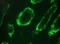 Integrin Subunit Alpha 3 antibody, NBP1-97731, Novus Biologicals, Immunofluorescence image 