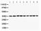 Paraoxonase 1 antibody, PA5-79844, Invitrogen Antibodies, Western Blot image 