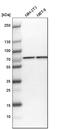 Mitofusin 2 antibody, HPA030554, Atlas Antibodies, Western Blot image 