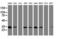Palmitoyl-Protein Thioesterase 1 antibody, LS-C175330, Lifespan Biosciences, Western Blot image 