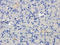 GATA Binding Protein 3 antibody, orb256553, Biorbyt, Immunohistochemistry paraffin image 