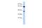 Regulator Of Chromosome Condensation 2 antibody, PA5-44747, Invitrogen Antibodies, Western Blot image 
