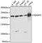 Ras GTPase-activating-like protein IQGAP1 antibody, 19-788, ProSci, Western Blot image 