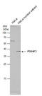 POU Class 4 Homeobox 3 antibody, GTX130748, GeneTex, Western Blot image 