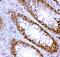 Hepatocyte Nuclear Factor 4 Alpha antibody, PB9215, Boster Biological Technology, Immunohistochemistry frozen image 