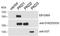 Protein Kinase D1 antibody, orb373008, Biorbyt, Western Blot image 