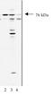 N-Ethylmaleimide Sensitive Factor, Vesicle Fusing ATPase antibody, MBS395145, MyBioSource, Western Blot image 