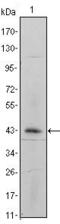 Integrin Subunit Alpha 5 antibody, MA5-15568, Invitrogen Antibodies, Western Blot image 