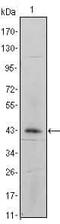 Integrin Subunit Alpha 5 antibody, MA5-15568, Invitrogen Antibodies, Western Blot image 