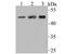 Actin Related Protein 3 antibody, A03423-1, Boster Biological Technology, Western Blot image 
