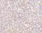 STEAP Family Member 1 antibody, NBP1-76821, Novus Biologicals, Immunohistochemistry frozen image 