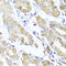 Aspartyl-TRNA Synthetase 2, Mitochondrial antibody, 23-202, ProSci, Immunohistochemistry frozen image 