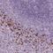 IL-4 antibody, HPA072995, Atlas Antibodies, Immunohistochemistry paraffin image 