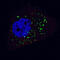 Autophagy Related 4B Cysteine Peptidase antibody, MBS9206388, MyBioSource, Immunofluorescence image 