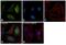 Heat Shock Protein 90 Alpha Family Class A Member 1 antibody, MA1-10892, Invitrogen Antibodies, Immunofluorescence image 