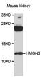 High Mobility Group Nucleosomal Binding Domain 3 antibody, LS-C747739, Lifespan Biosciences, Western Blot image 