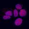Mitogen-Activated Protein Kinase 12 antibody, AF1347, R&D Systems, Immunocytochemistry image 