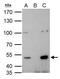 Histone Deacetylase 3 antibody, GTX113303, GeneTex, Immunoprecipitation image 