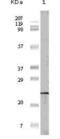 Eukaryotic Translation Initiation Factor 4E Binding Protein 1 antibody, abx015716, Abbexa, Enzyme Linked Immunosorbent Assay image 