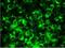 Reticulon-1 antibody, MA1-06812, Invitrogen Antibodies, Immunofluorescence image 