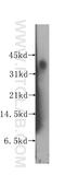 Distal-Less Homeobox 4 antibody, 12084-1-AP, Proteintech Group, Western Blot image 