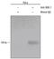 BMI1 Proto-Oncogene, Polycomb Ring Finger antibody, MAB33341, R&D Systems, Chromatin Immunoprecipitation image 
