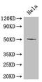 POU Class 2 Homeobox 2 antibody, CSB-PA018394LA01HU, Cusabio, Western Blot image 