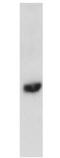 Sphingosine-1-Phosphate Receptor 1 antibody, GTX11424, GeneTex, Western Blot image 